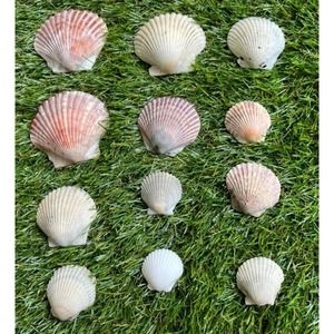 1 Lbs of Sea Shells from Southwest Florida Seashells ONE POUND